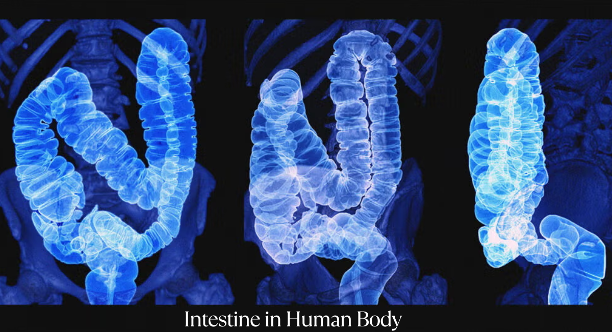 Intestinal Problems: Stages, Dangers of Delay, and Effective Treatments for a Healthy Gut